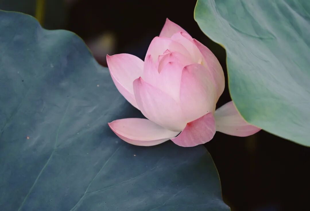 小暑天闷热难耐？老祖宗留下的“解暑良方”，就藏在……