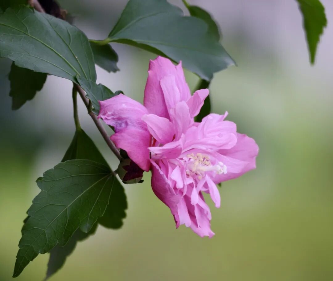 芷湘本草丨大暑天路边最不起眼的“破碗花”，却是中医手里的“湿热克星”